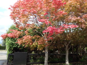 ヤマモミジ　駐車場入り口